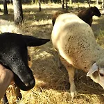 خيمة فخمة Quinta Alma - Ecological Retreat Farm