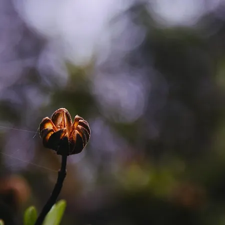 Quinta Alma - Ecological Retreat Farm *