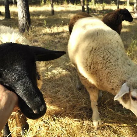 Lüks kamp alanı Quinta Alma - Ecological Retreat Farm