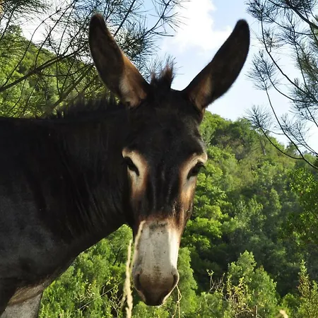 Quinta Alma - Ecological Retreat Farm Luksusowy namiot *