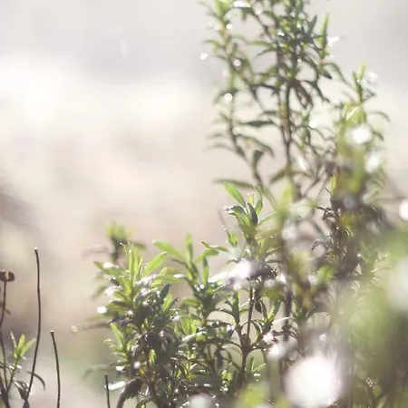 럭셔리텐트 Quinta Alma - Ecological Retreat Farm 알제주르